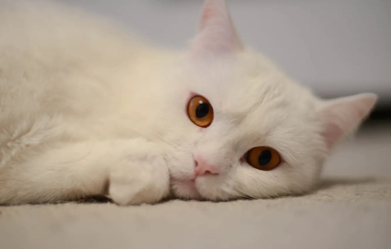 Фото обои белый, кот, лежит, британец