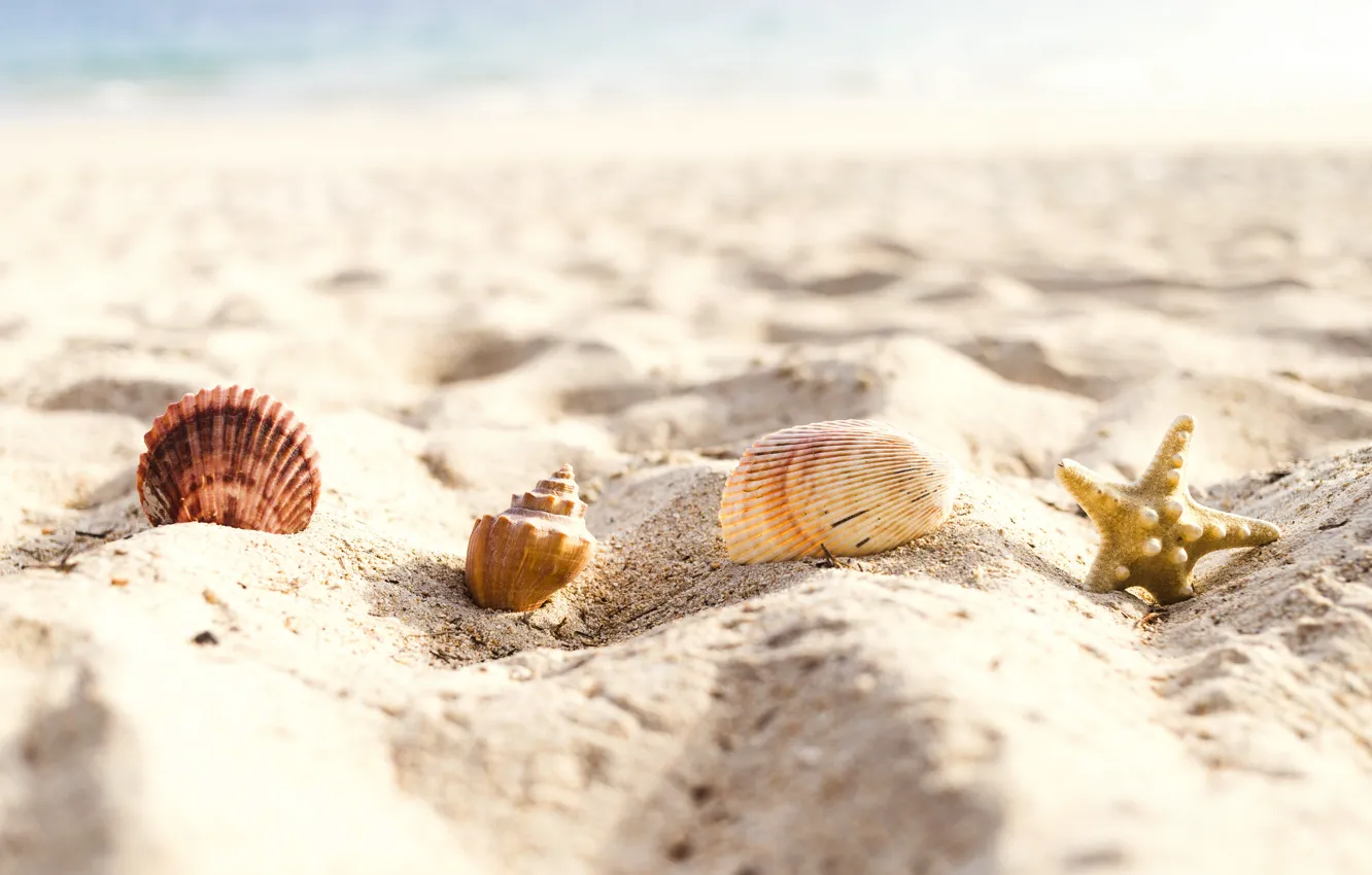 Фото обои песок, море, пляж, лето, звезда, ракушки, summer, beach