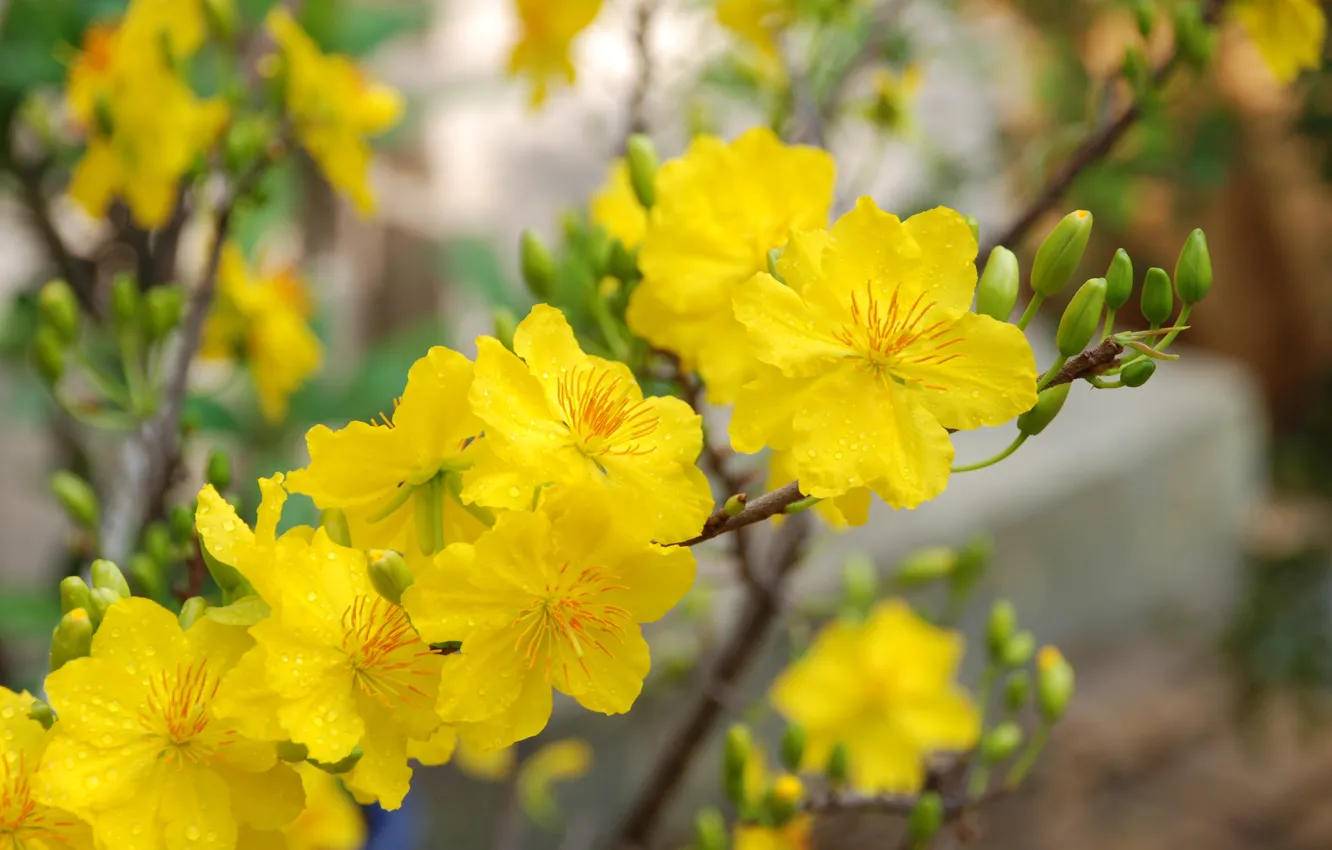 Фото обои yellow, blossom, flowers, Macro