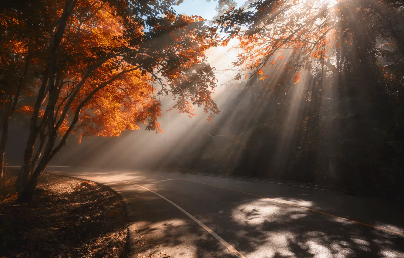 Фото обои дорога, осень, листья, деревья, парк, road, nature, park