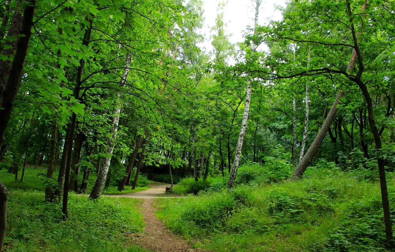 Фото обои forest, trees, park, alley