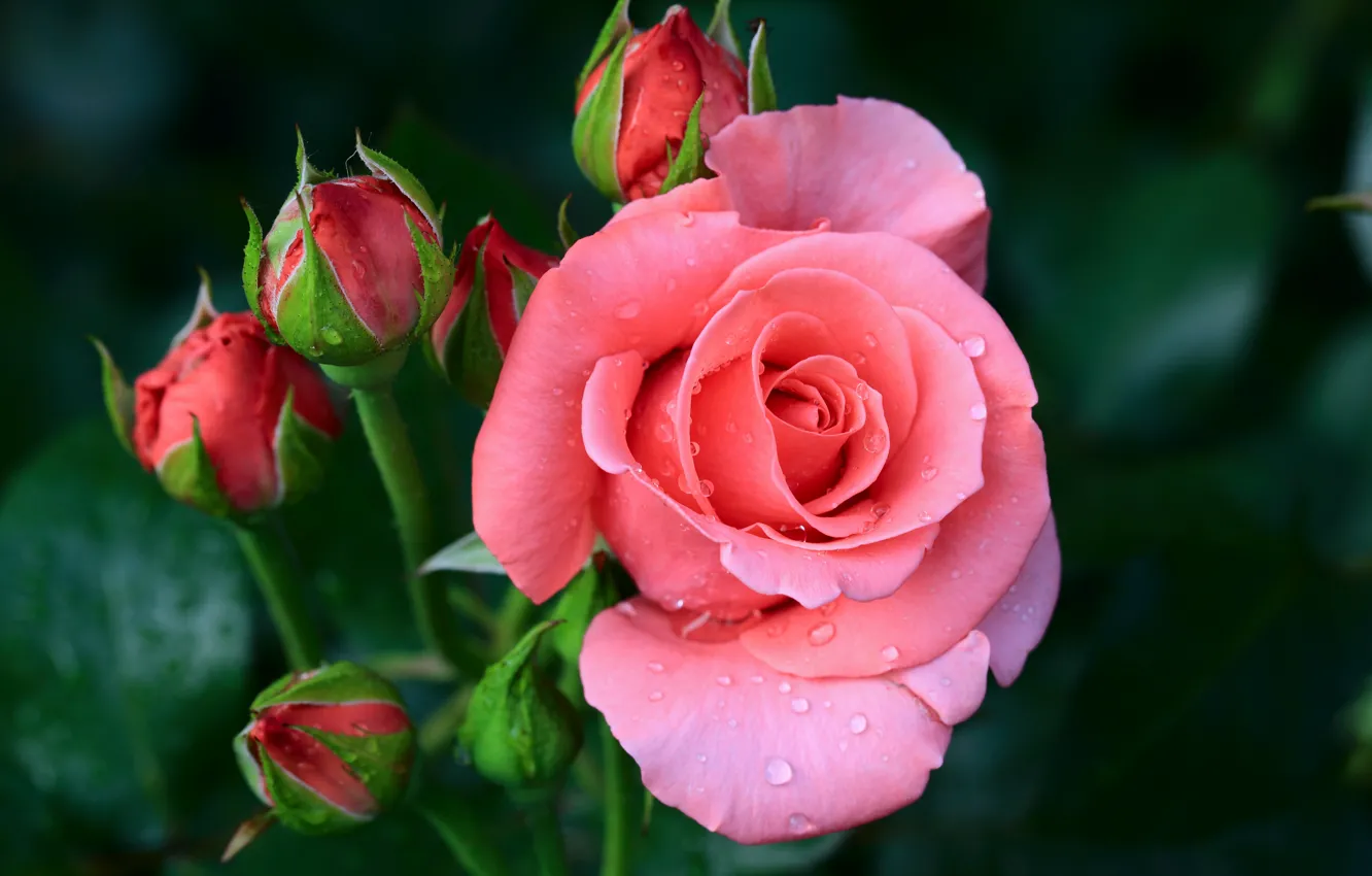Фото обои капли, макро, фон, розовая, роза, лепестки, бутоны