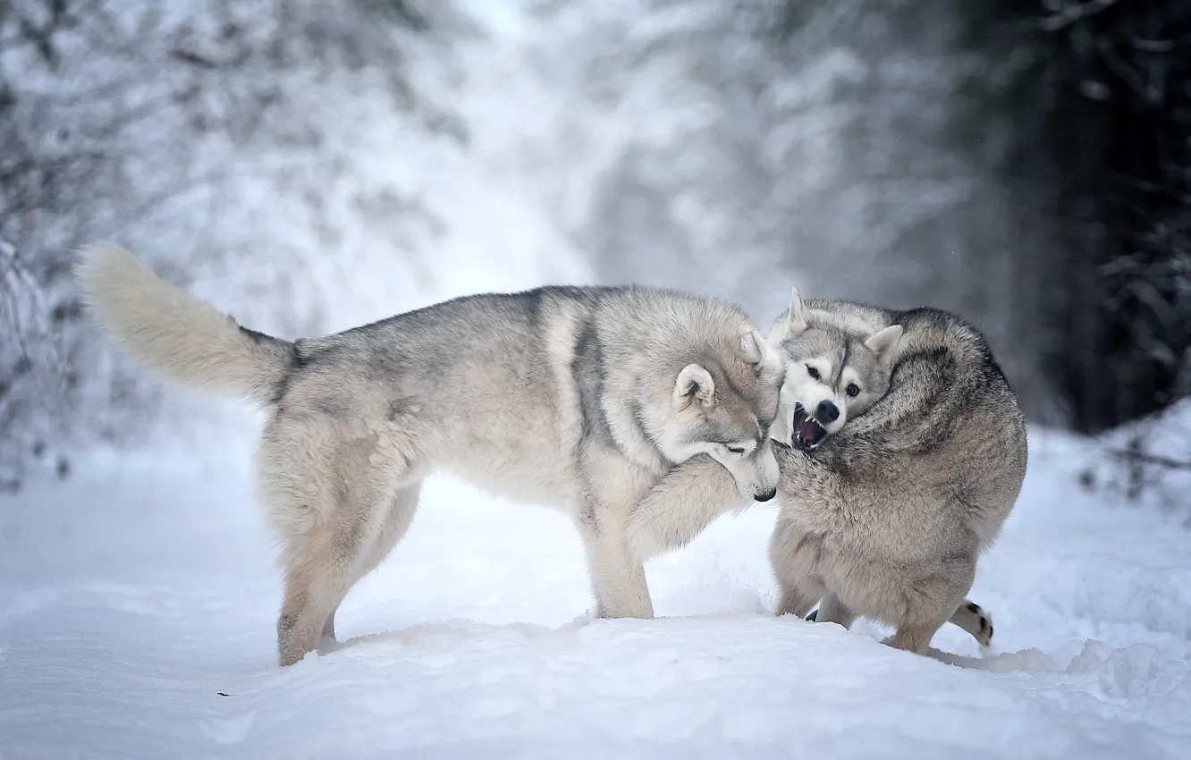 Фото обои зима, животные, собаки, снег, природа, игра, пара, Андрей Ершов