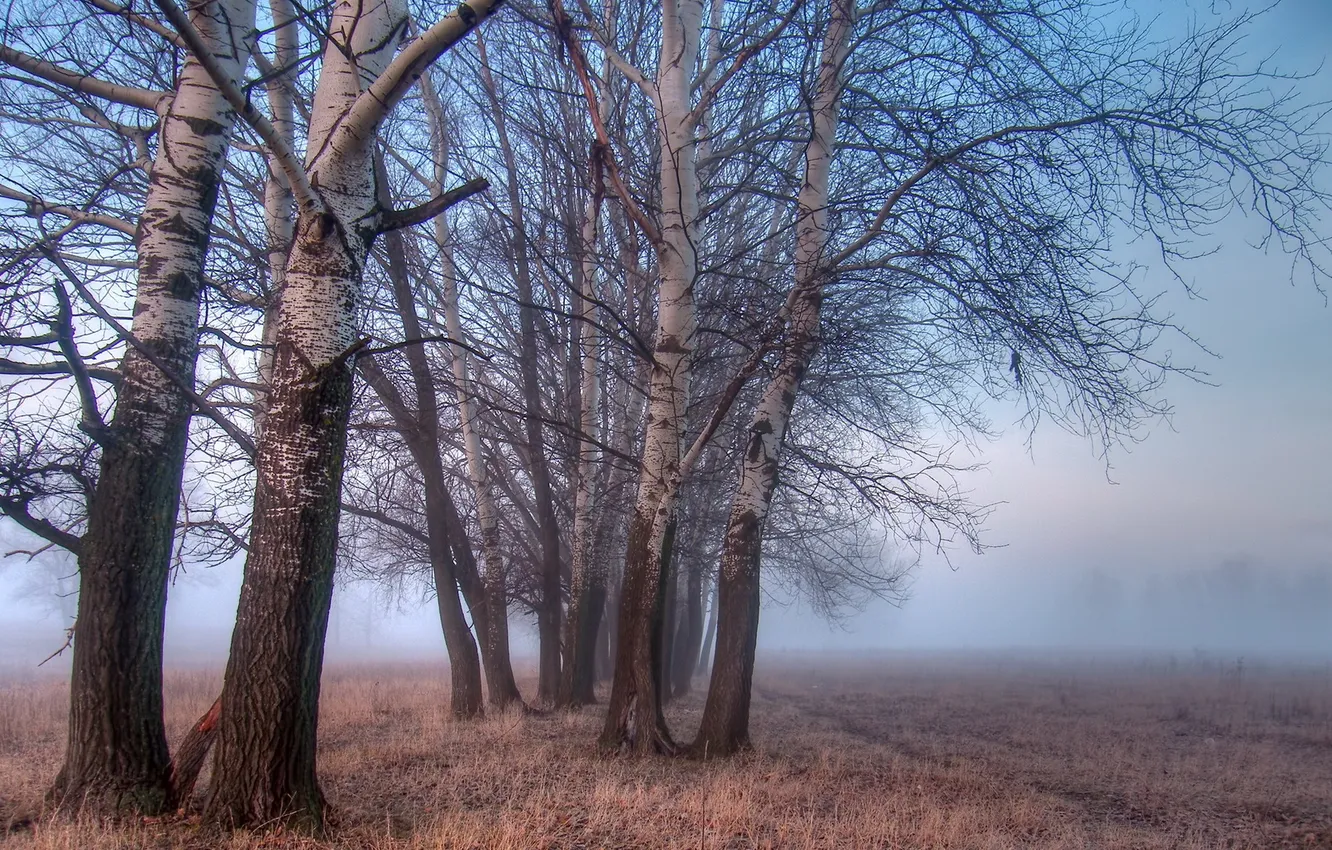 Фото обои поле, деревья, пейзаж, туман
