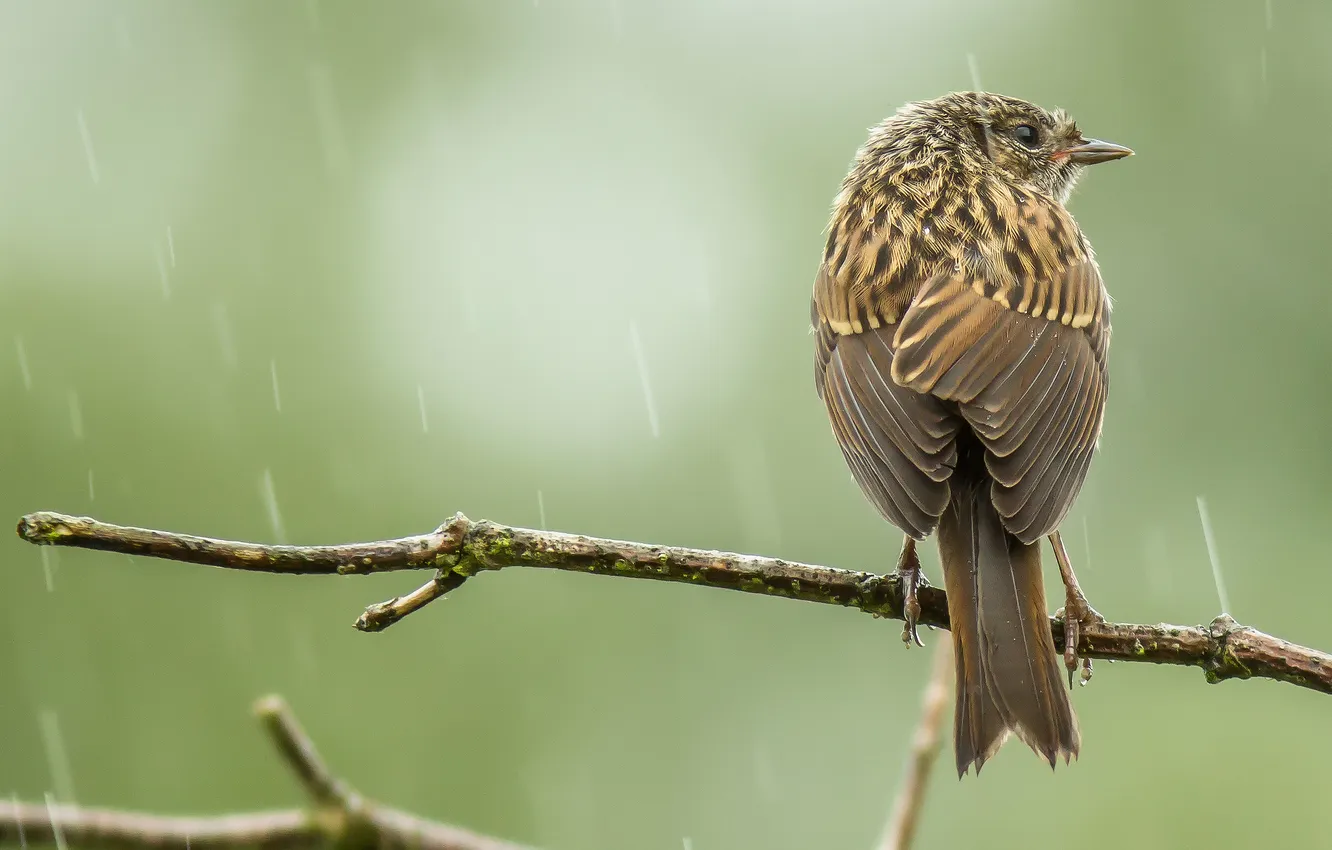 Фото обои ветки, фон, дождь, птица