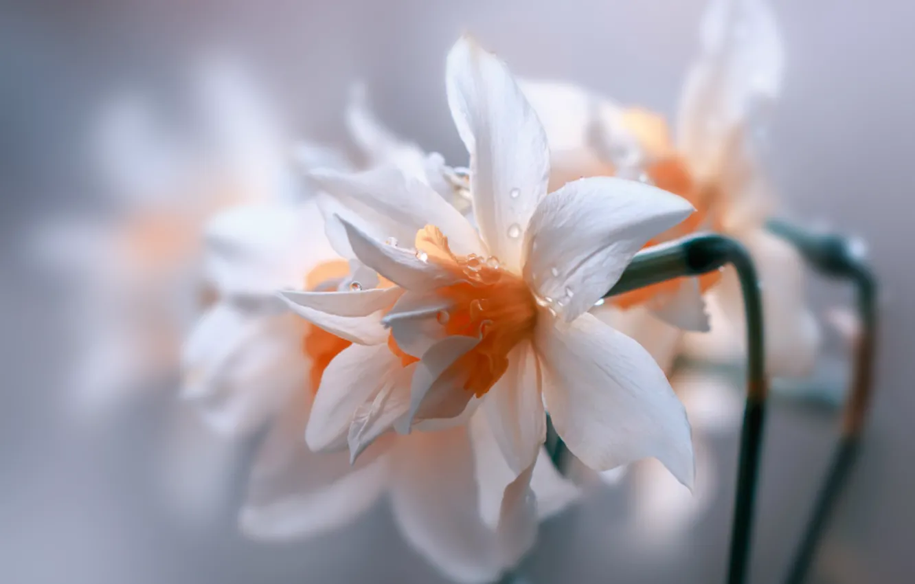 Фото обои flowers, garden, natura, blooming