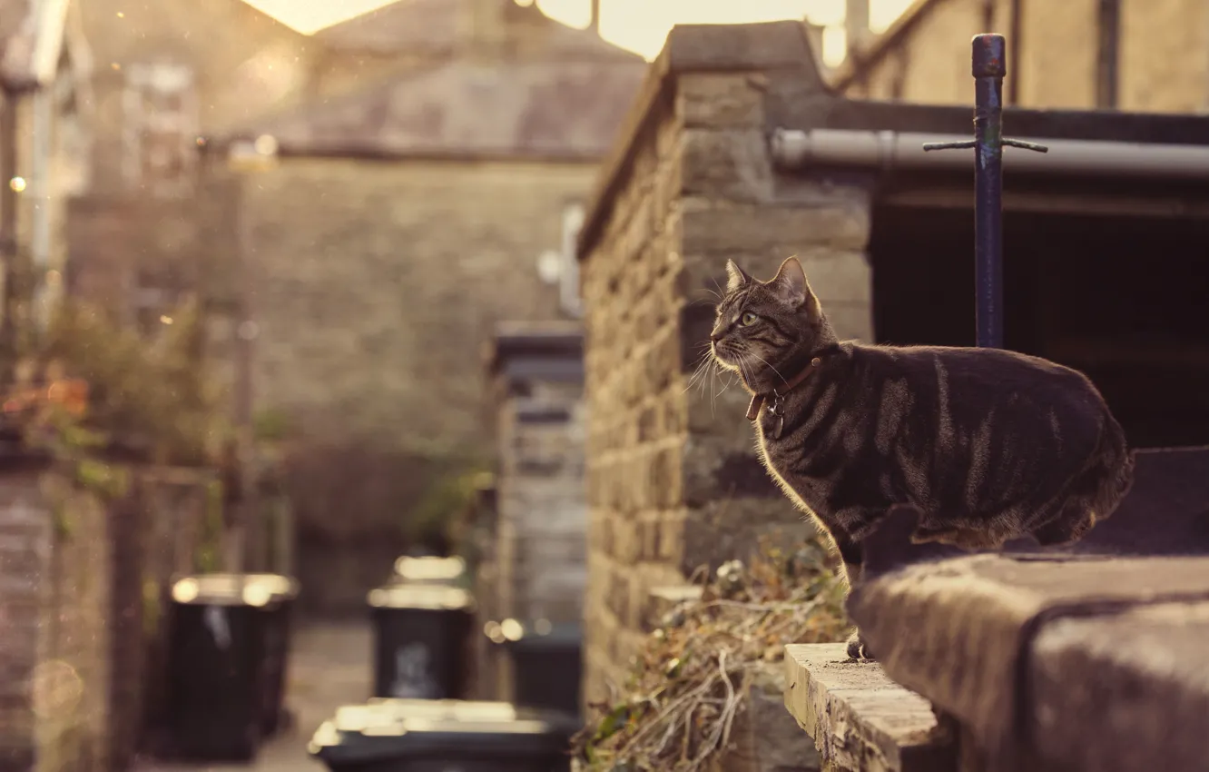 Фото обои sunshine, jump, cat, eye, roof, collar