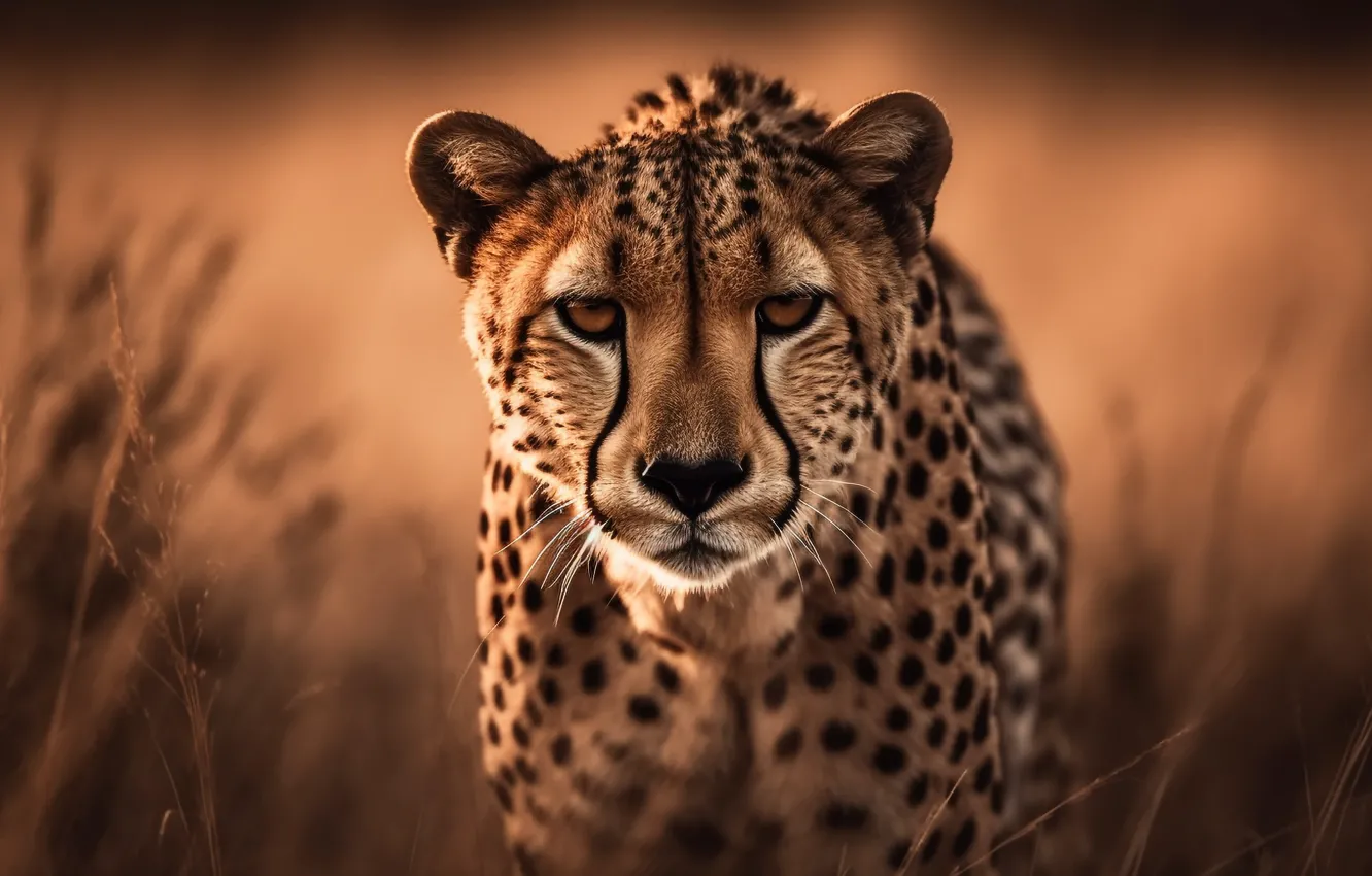 Фото обои морда, портрет, гепард, цифровое искусство, ИИ-арт, Искусство искусственного интеллекта, НЕЙРОСЕТЬ