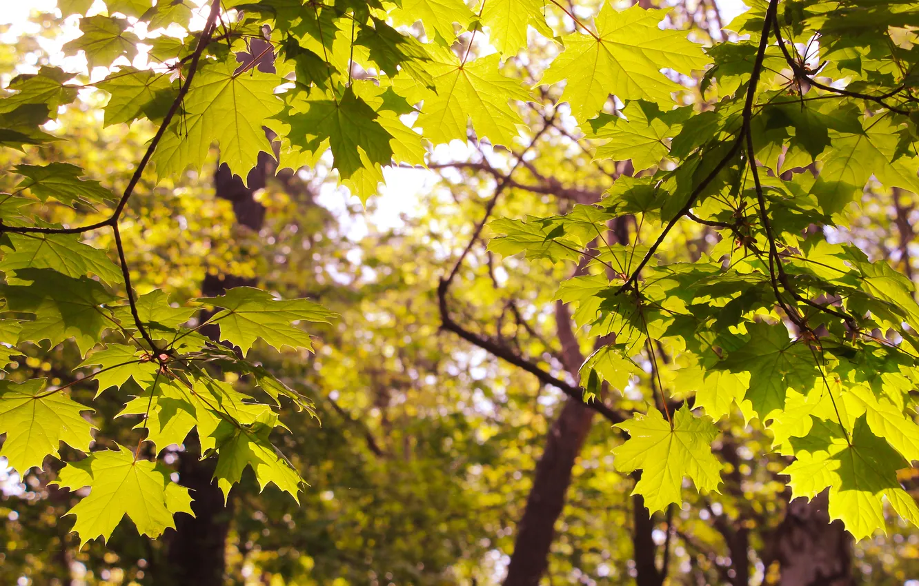Фото обои tree, leaf, twig