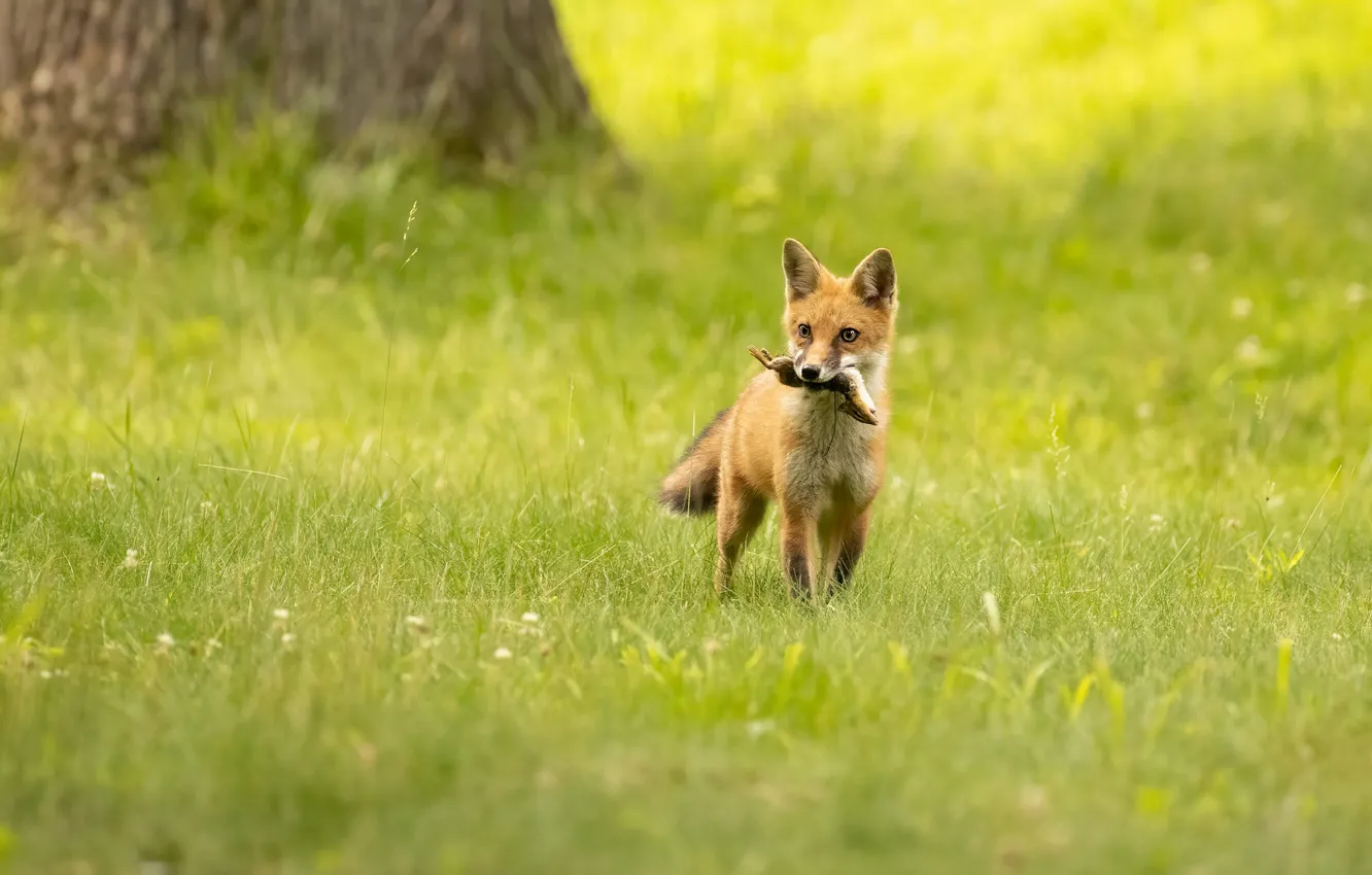 Фото обои поляна, лиса, добыча, лисёнок