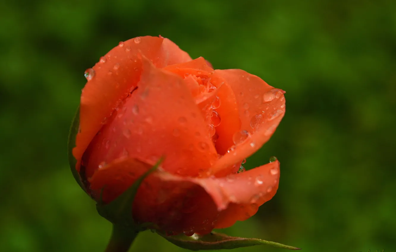 Фото обои Роза, Rain drops, Капли Дождя, Orange rose