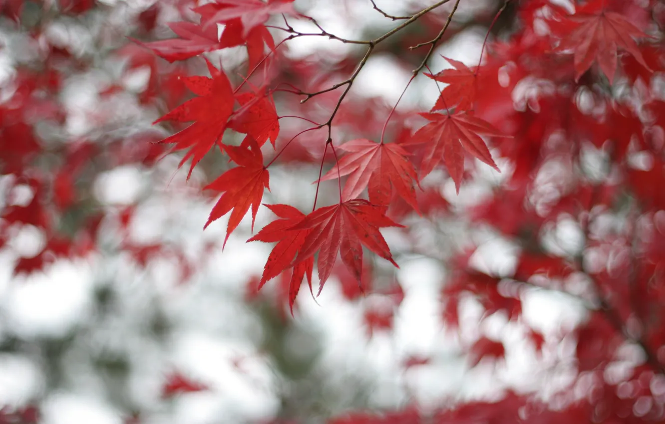 Фото обои листья, ветки, Дерево, размытость, красные, клен, боке