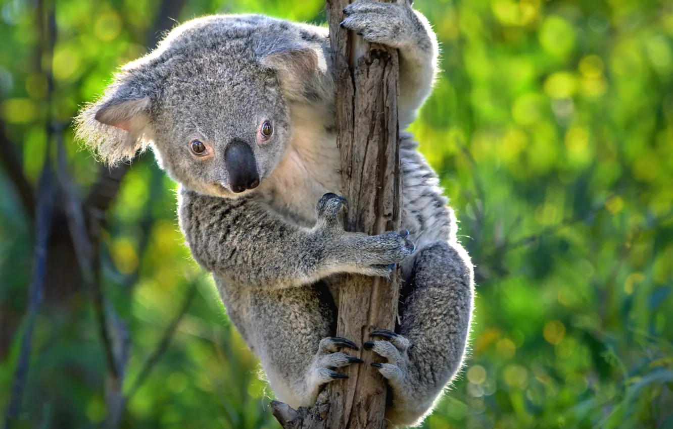 Фото обои Австралия, коала, сумчатое