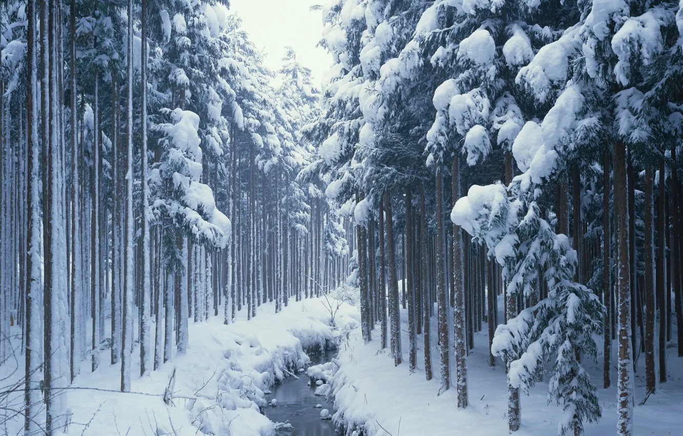 Фото обои зима, лес, снег, ручей, Природа