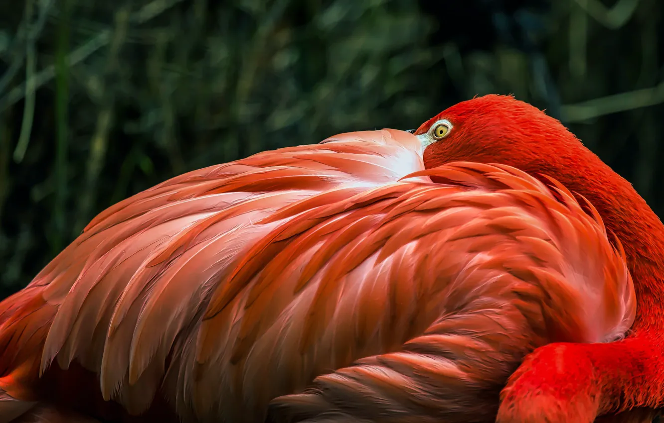 Фото обои взгляд, поза, темный фон, птица, перья, фламинго, выглядывает, розовый фламиго