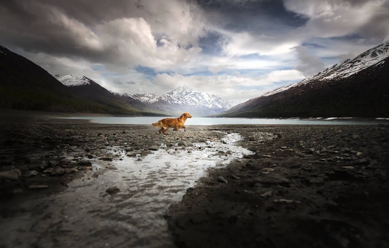 Фото обои горы, собака, бег, Alaska Adventure
