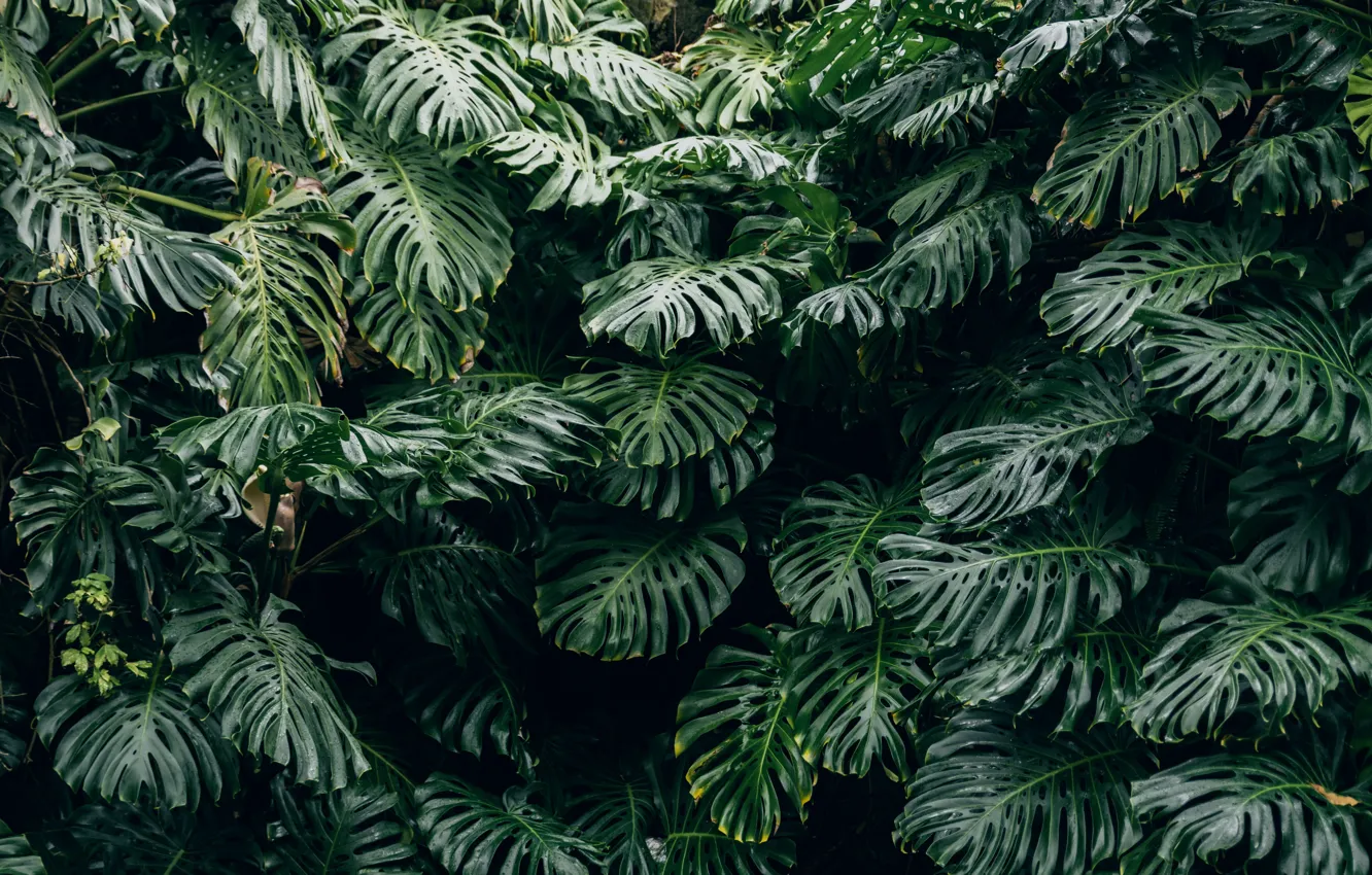 Фото обои Nature, Plant, Monstera, Thimo Van Leeuwen