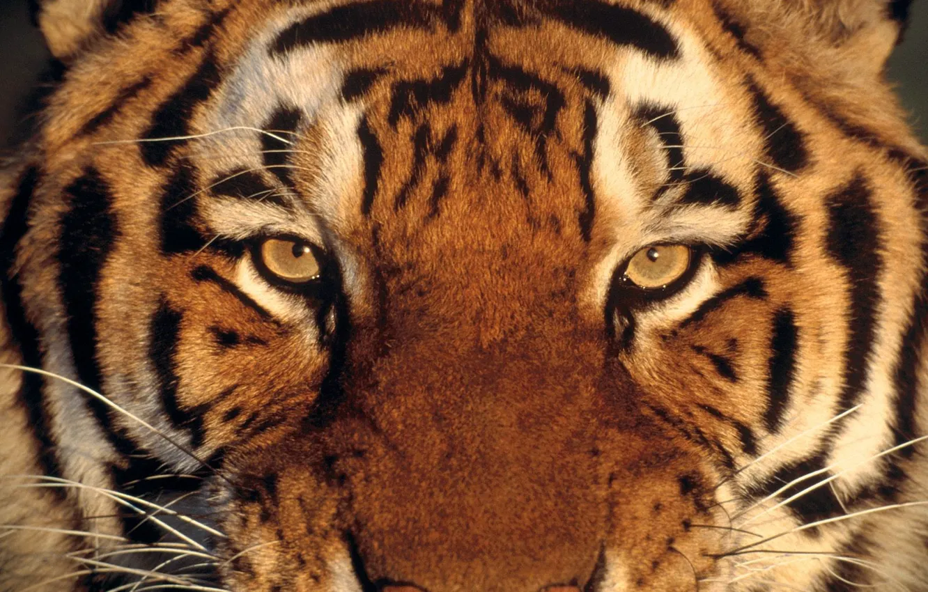 Фото обои глаза, взгляд, тигр