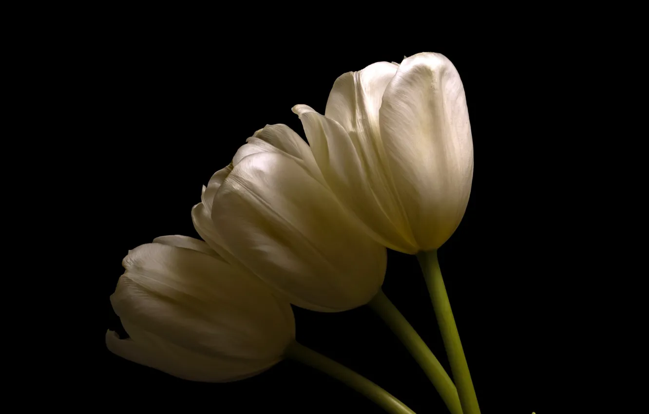 Фото обои цветы, цвет, тюльпаны