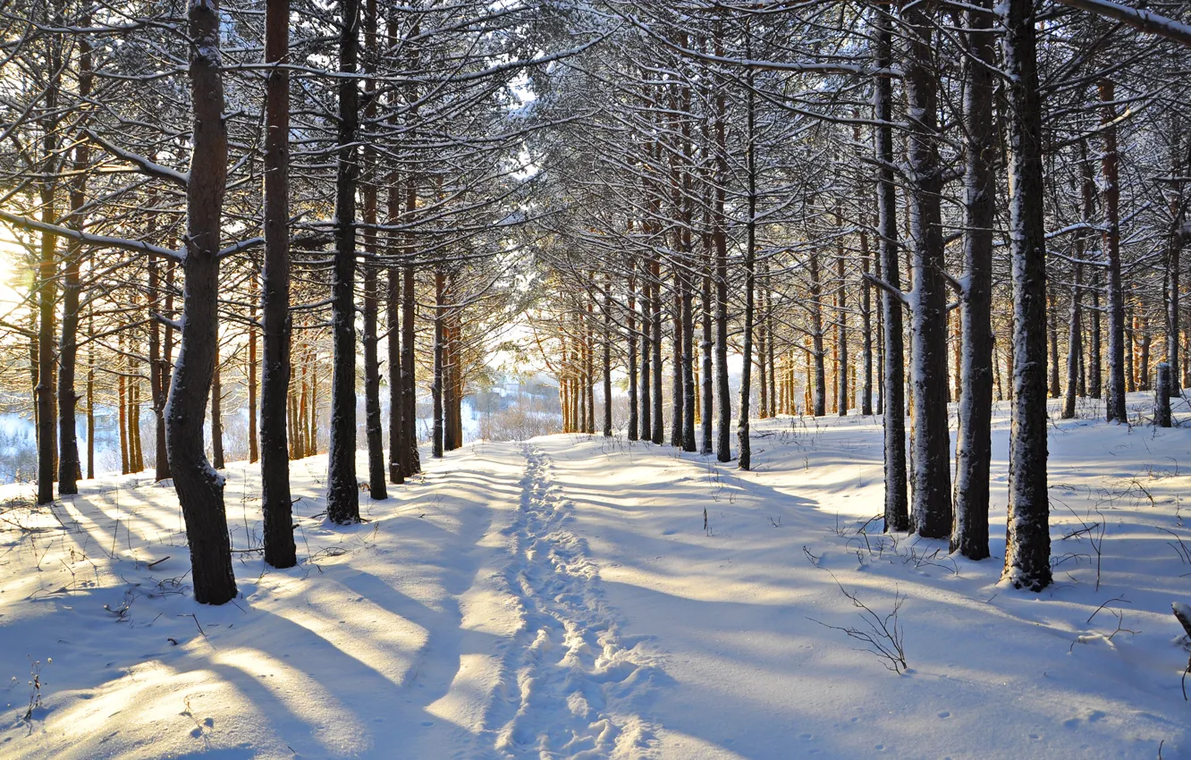 Фото обои зима, лес, снег, деревья, следы, просека