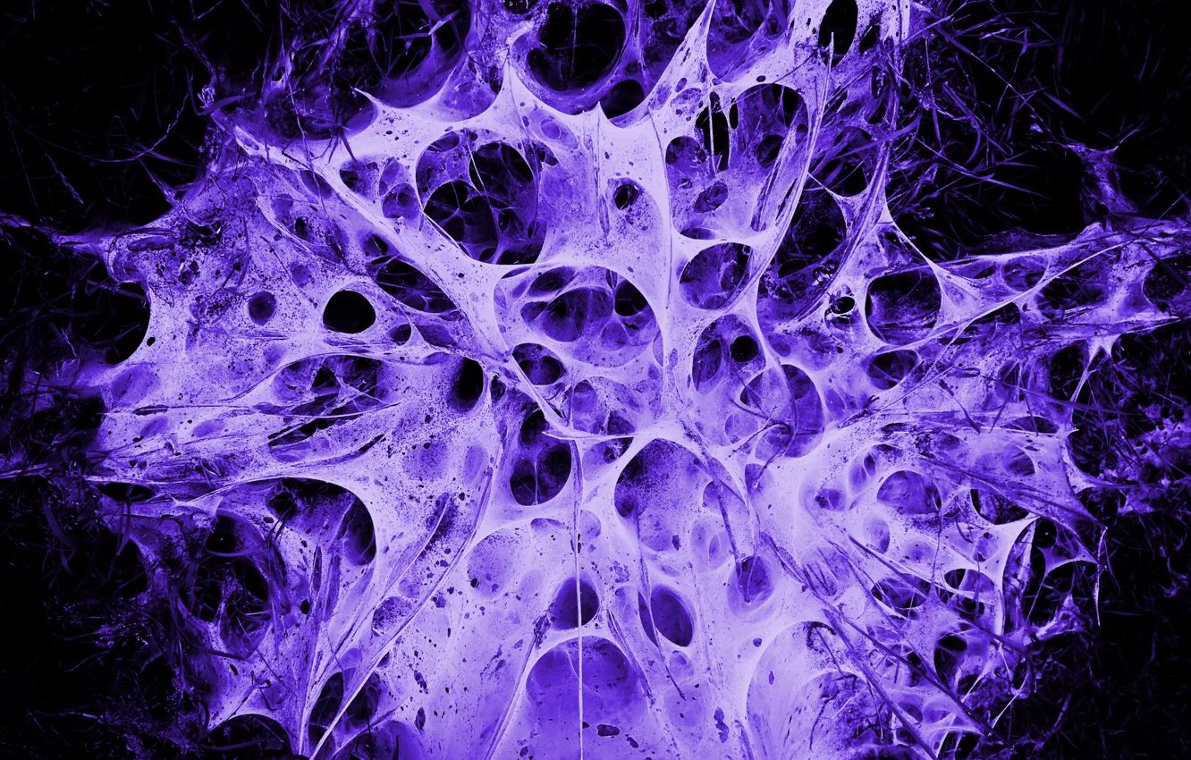 Фото обои фиолетовый, паутина, Alien's Nest