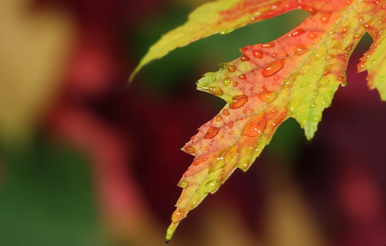 Фото обои осень, капли, лист, Autumn