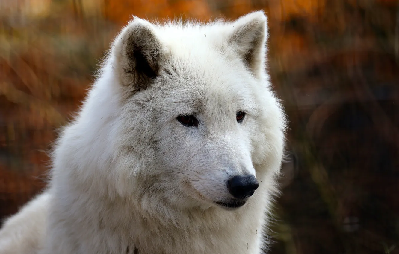 Фото обои морда, хищник, мех, белый волк