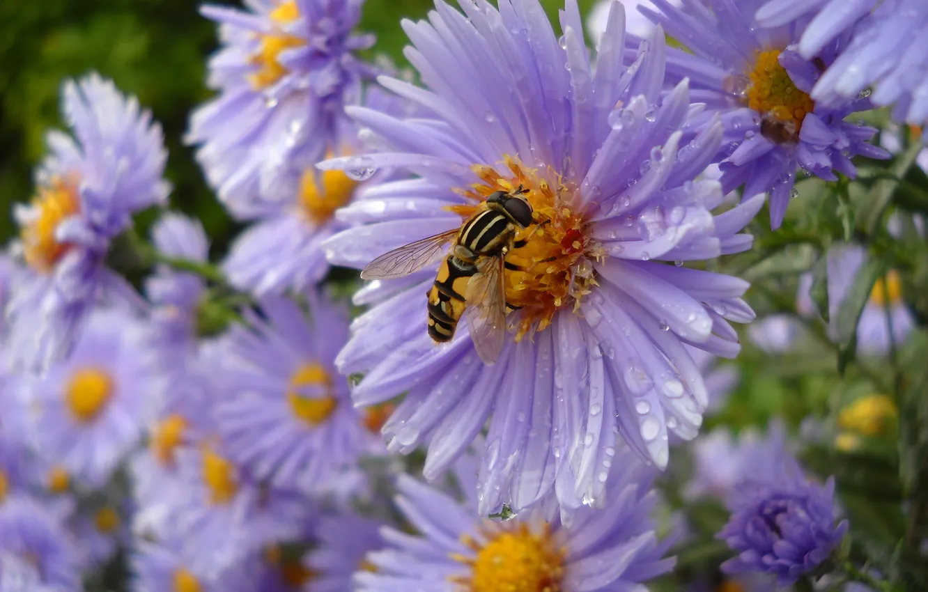 Фото обои макро, цветы, пчела, лепестки