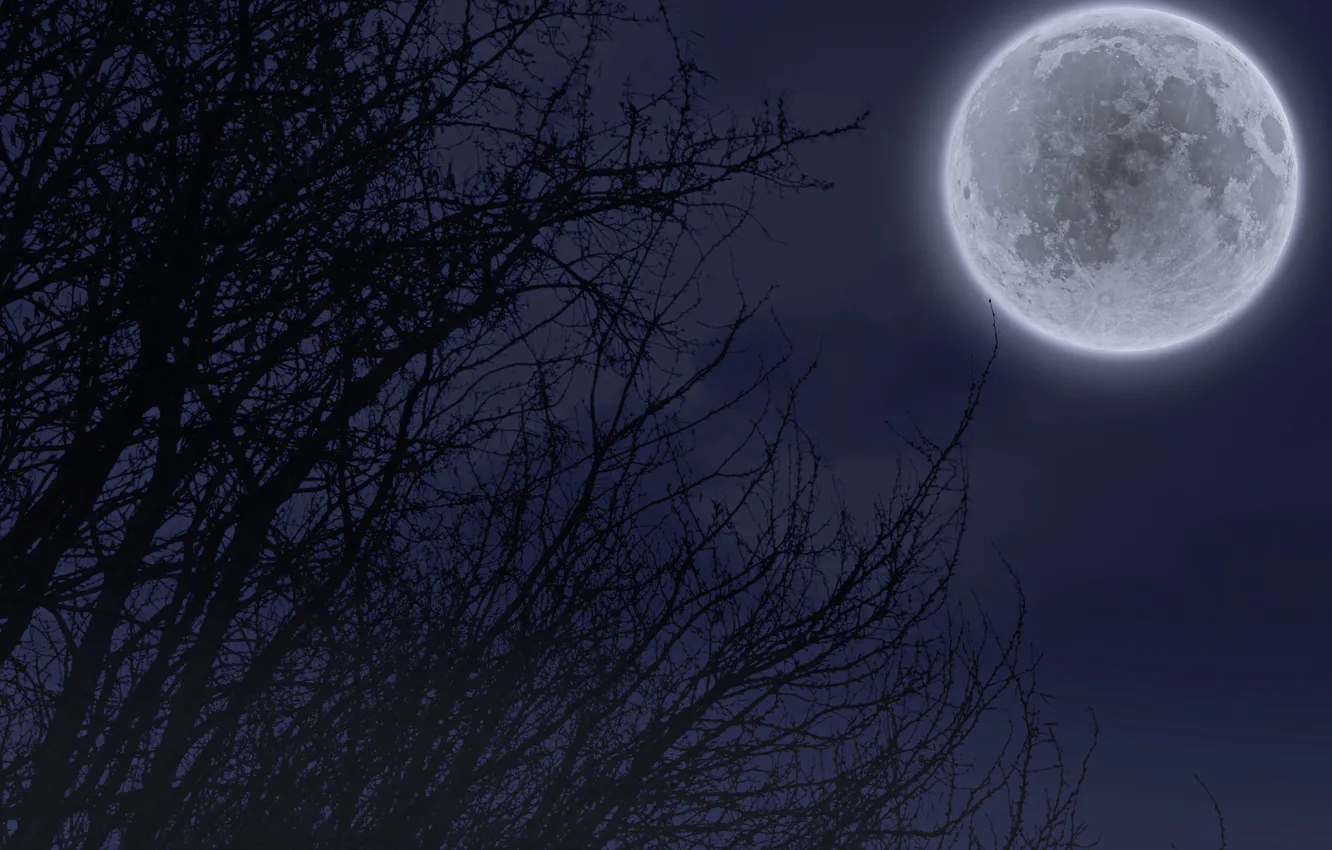 Фото обои деревья, ночь, луна, полнолуние