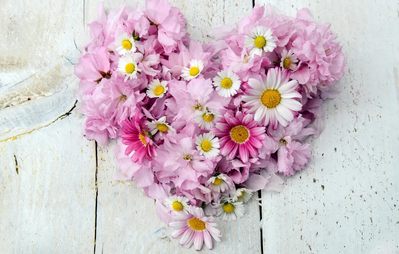 Фото обои цветы, ромашки, сердечко, хризантемы