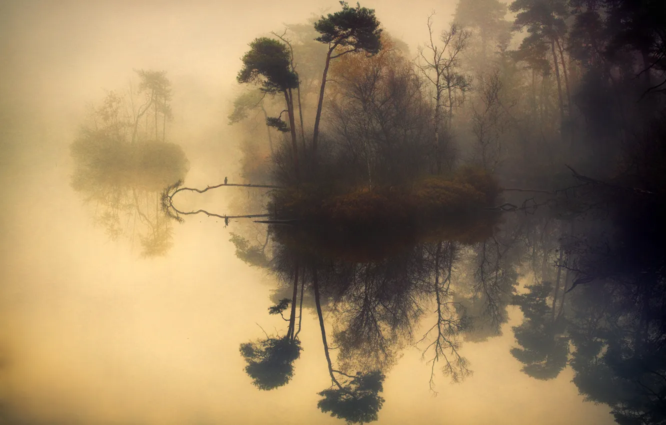 Фото обои деревья, туман, отражение, река, river, trees, fog, reflection