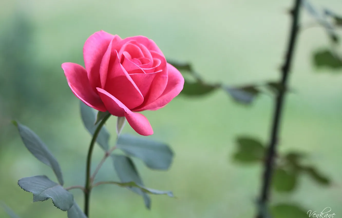 Фото обои Цветы, flower, Rose