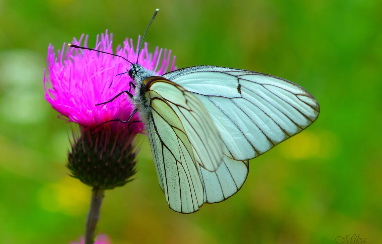 Фото обои Макро, Бабочка, Macro, Butterfly