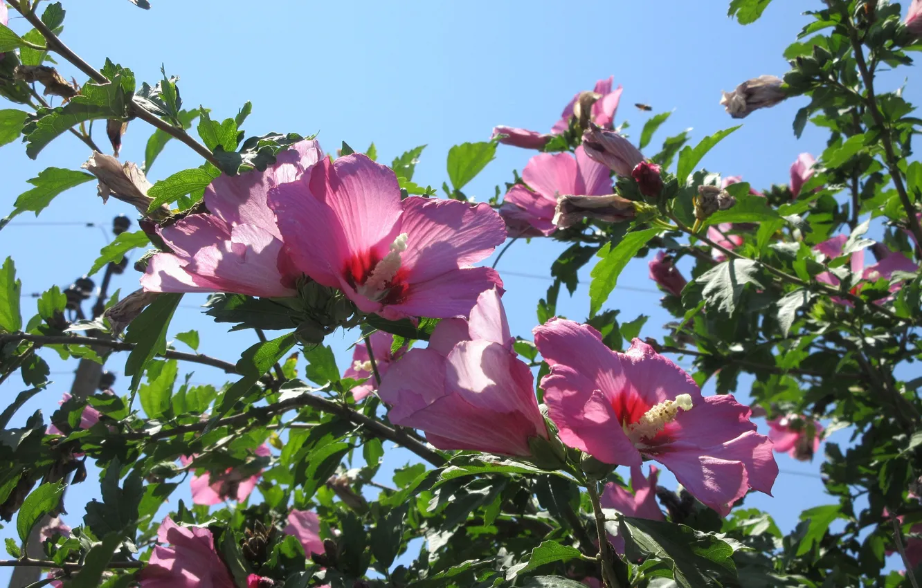 Фото обои небо, листья, ветки, розовые цветы, гибискусы, Meduzanol ©, лето 2018