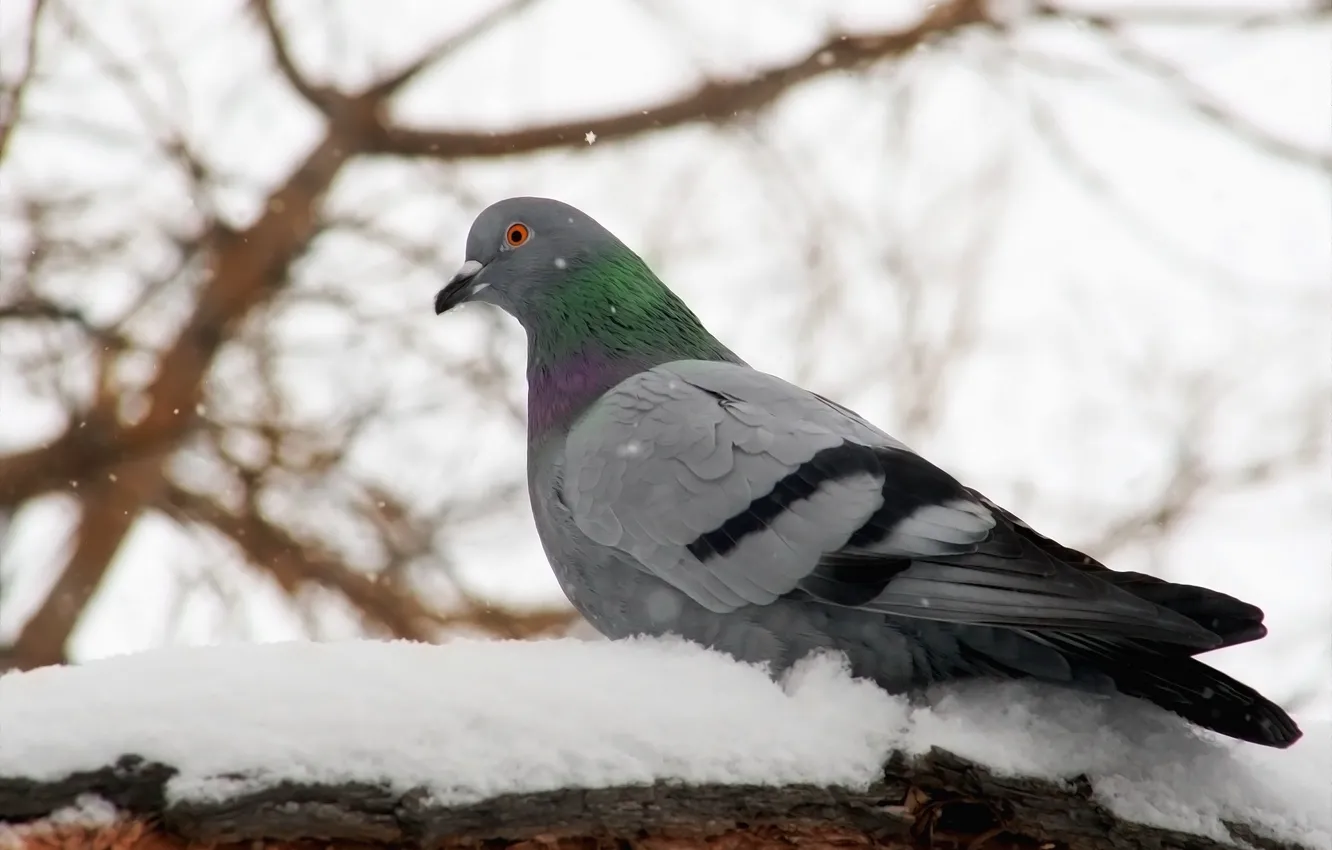 Фото обои зима, снег, фон, птица, голубь