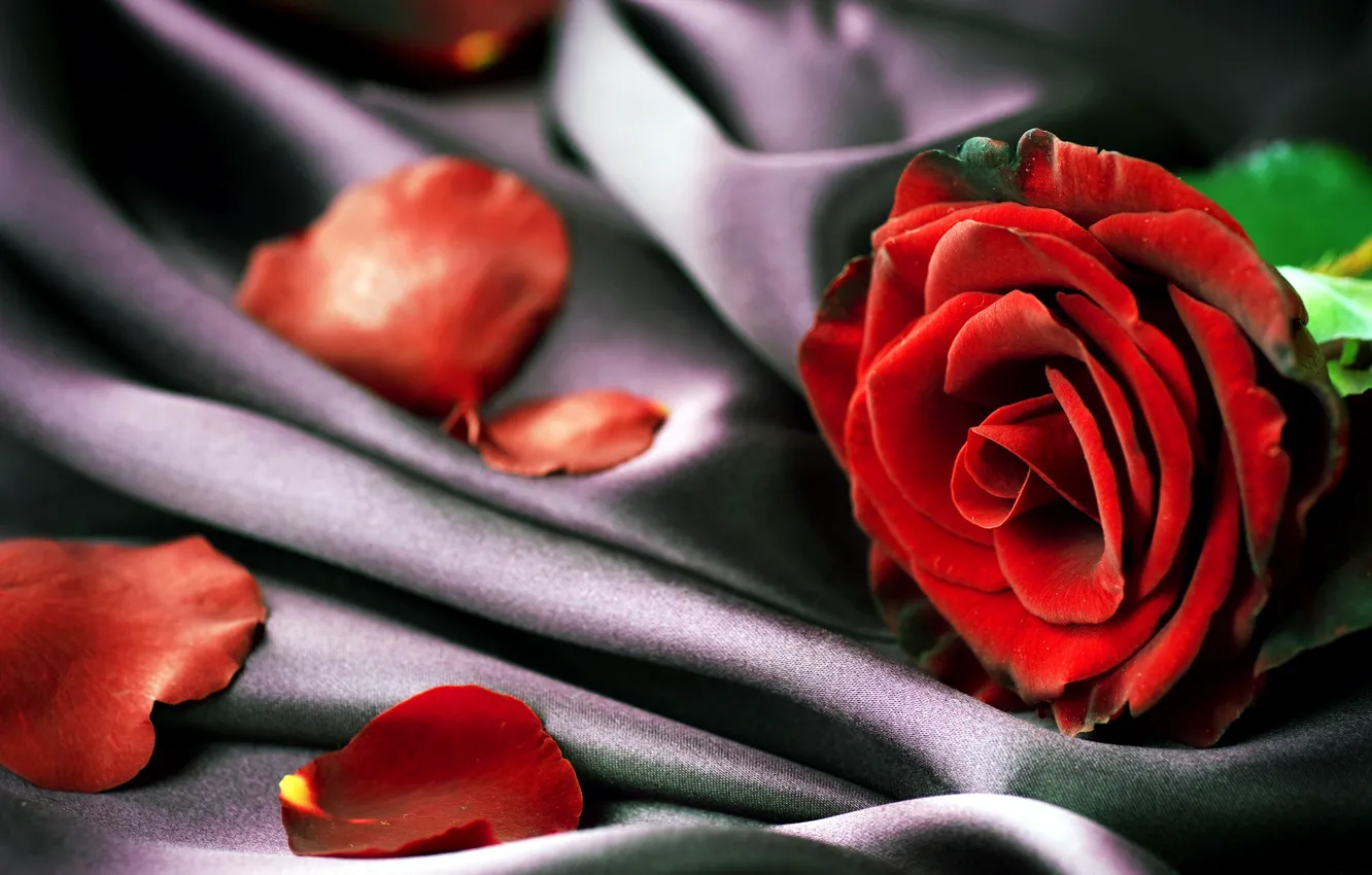 Фото обои роза, лепестки, ткань