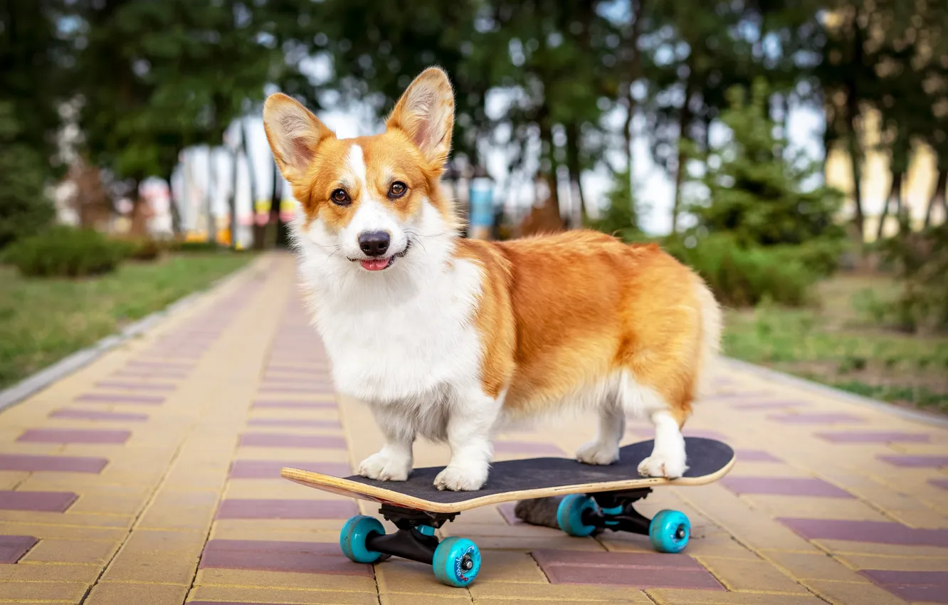 Фото обои dog, animal, board, cute, active, adorable, cardigan, corgi