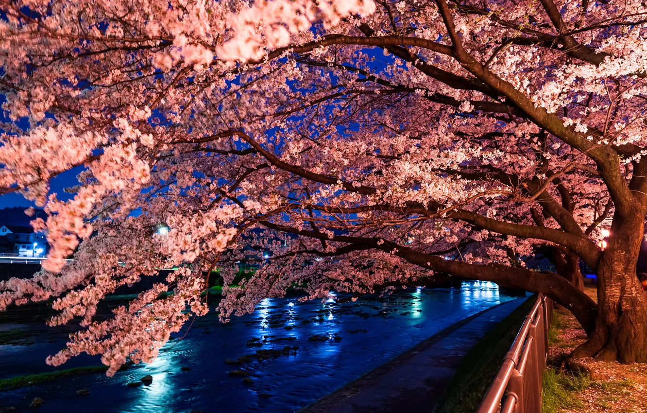 Фото обои город, дерево, вечер, Япония, сакура, цветущая сакура