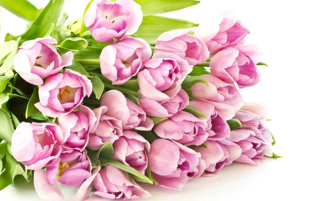 Фото обои цветы, тюльпаны, розовые