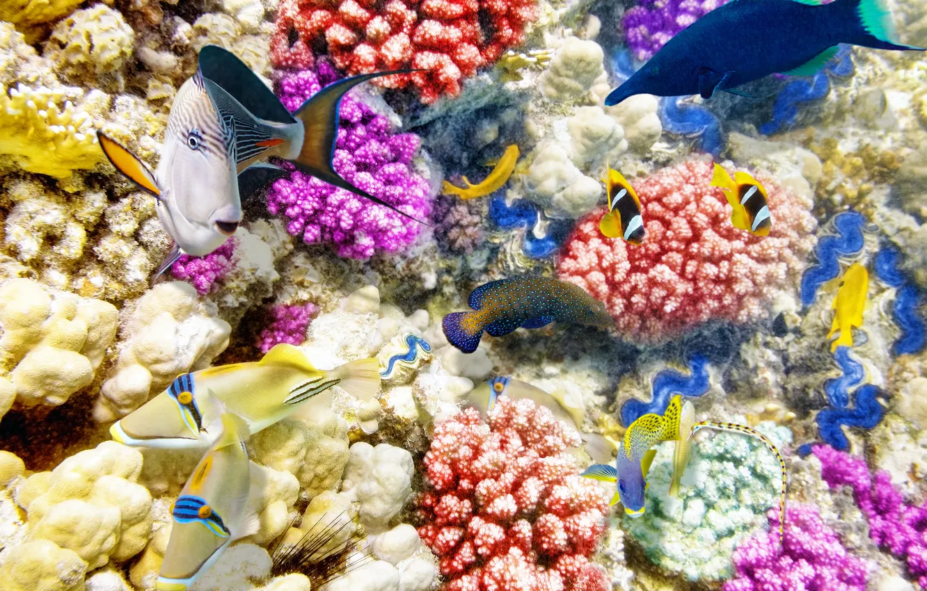 Фото обои рыбки, океан, world, подводный мир, underwater, ocean, fishes, tropical