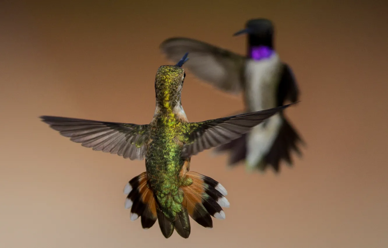 Фото обои птицы, крылья, черногорлый архилохус, охристый колибри
