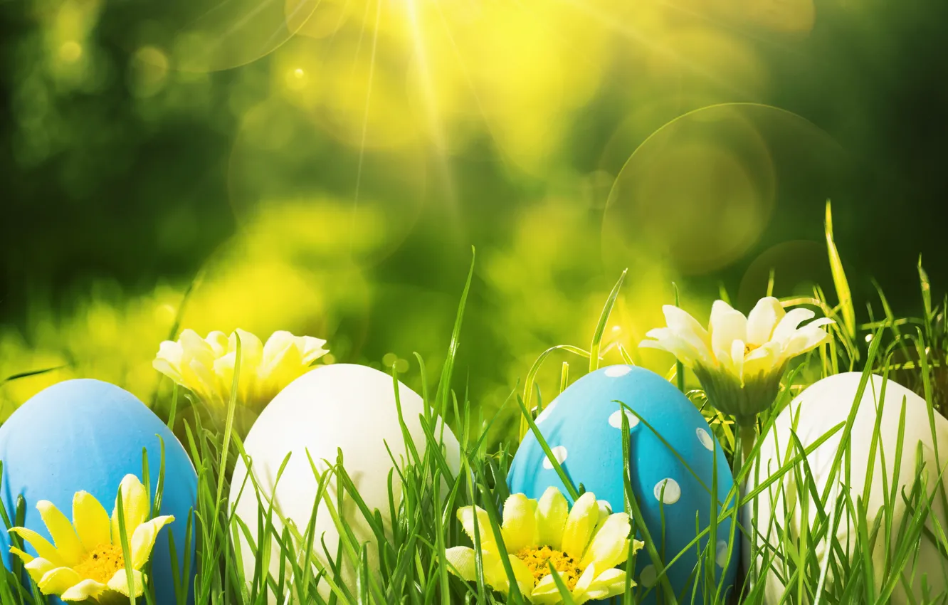 Фото обои цветы, яйца, весна, Пасха, flowers, spring, Easter, eggs