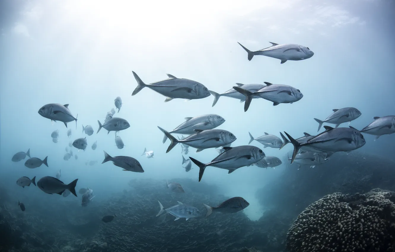 Фото обои sea, ocean, fish, salt water, tuna