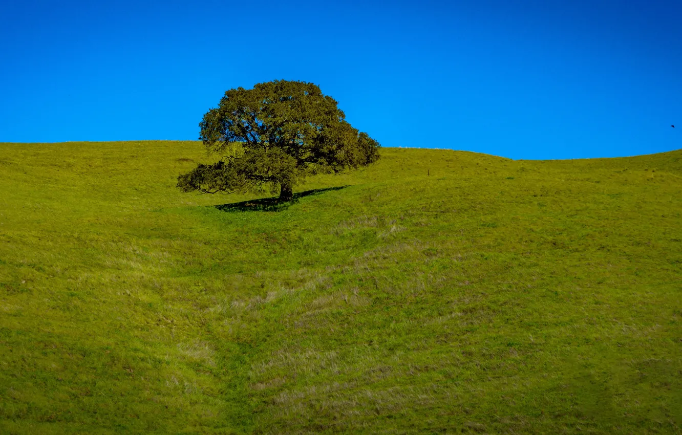 Фото обои небо, трава, дерево, холмы