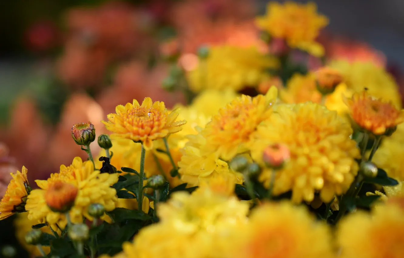 Фото обои лето, цветы, роса, утро, желтые, цветение, хризантемы