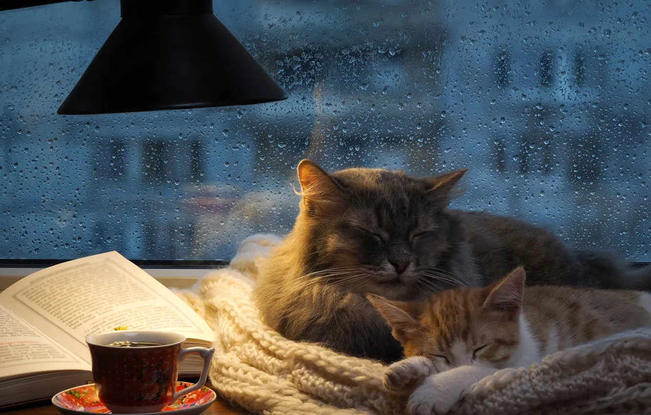 Фото обои осень, кошка, кот, стекло, капли, кошки, уют, дом