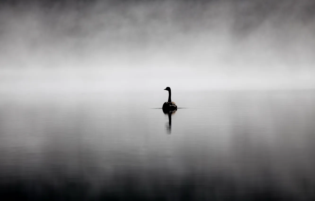 Фото обои природа, озеро, лебедь