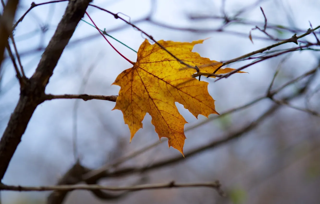 Фото обои осень, макро, лист, жёлтый, ветка