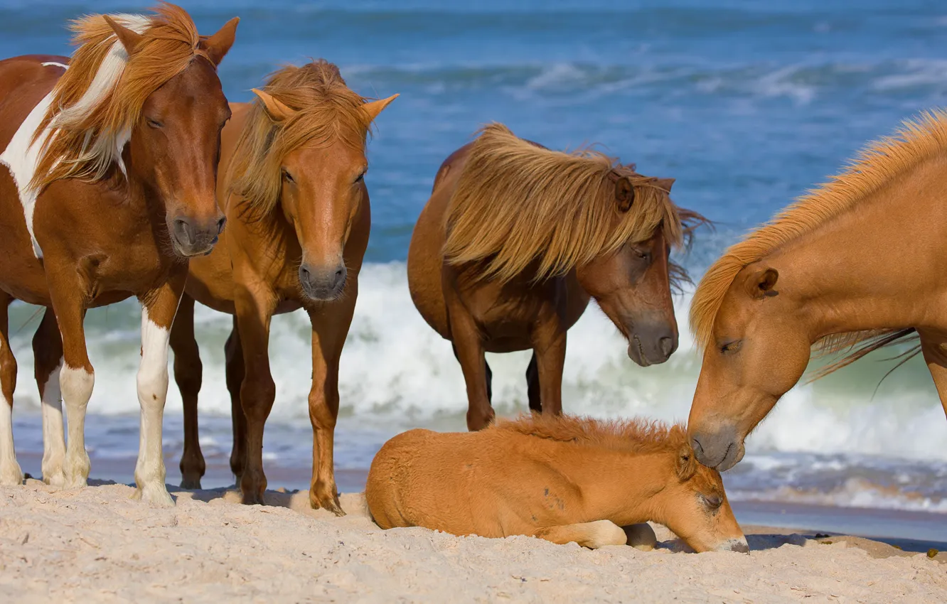 Фото обои море, кони, лошади, жеребёнок