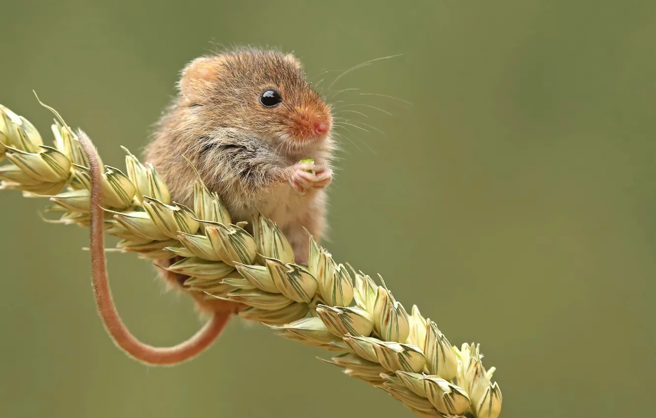 Фото обои природа, зерно, мышка, мышь-малютка